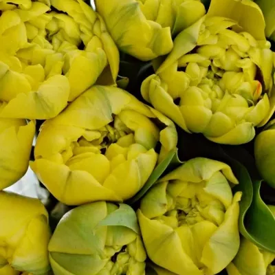 Kytice 50 žlutých tulipánů YELLOW POMPENE 38cm