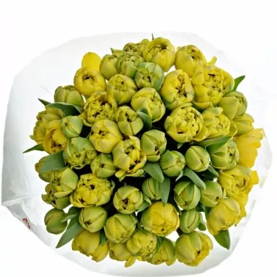 Kytice 50 žlutých tulipánů YELLOW POMPENE 38cm