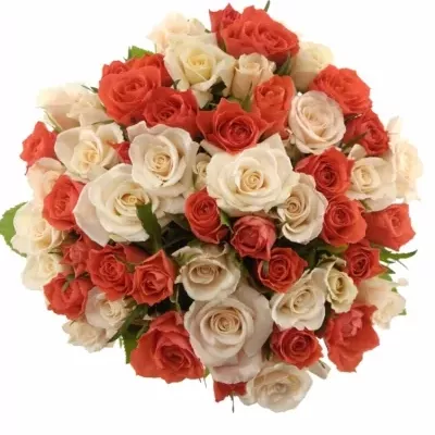 Míchaná kytice 55 vícebarevných růží ACNES 40 cm