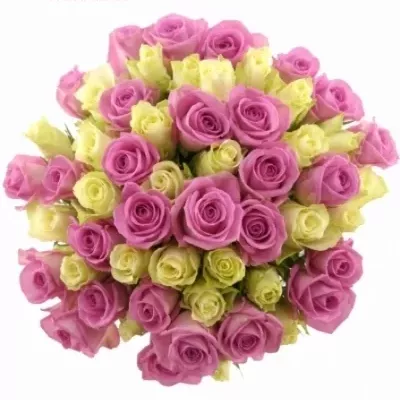 Kytice 55 vícebarevných růží AIGLE 60 cm