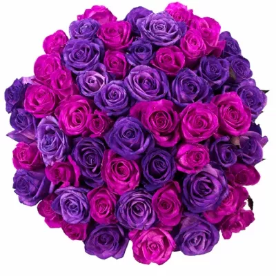 Kytice 55 barvených růží ABDERA 50 cm