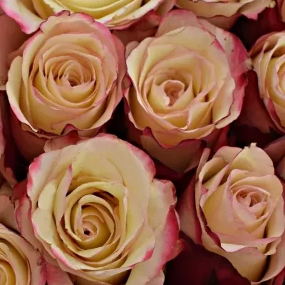 Kytice 55 bílorůžových růží ADVANCE SWEETNESS 40cm