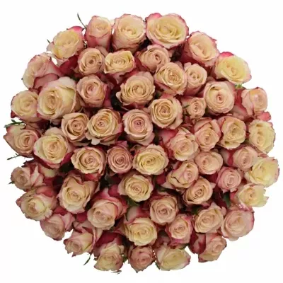 Kytice 55 bílorůžových růží ADVANCE SWEETNESS 40cm