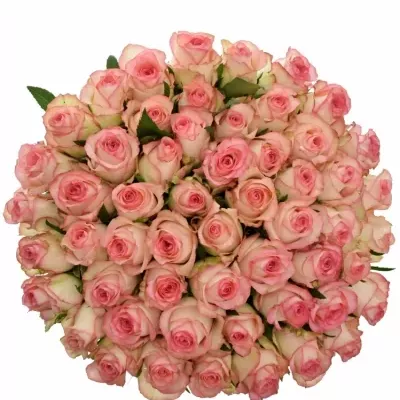 Kytice 55 bílorůžových růží JUMILIA 80cm