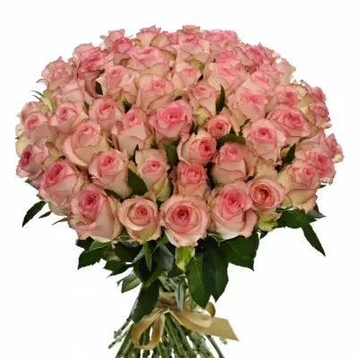 Kytice 55 bílorůžových růží JUMILIA 50cm