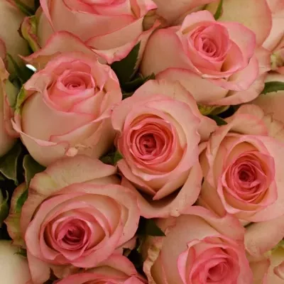 Kytice 55 bílorůžových růží JUMILIA 50cm