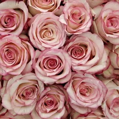 Kytice 55 bÍlorůžových růží TORMENTA