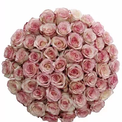 Kytice 55 bÍlorůžových růží TORMENTA