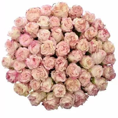 Kytice 55 bílorůžových růží VERY CUTE
