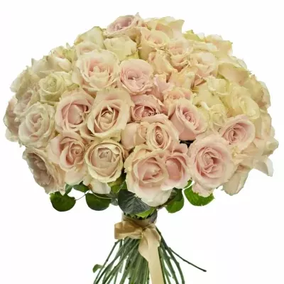 Kytice 55 bílých růží ADOR AVALANCHE+ 60cm
