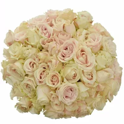 Kytice 55 bílých růží ADOR AVALANCHE+ 60cm