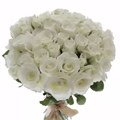 Kytice 55 bílých růží AKITO 50cm