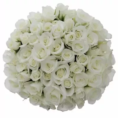 Kytice 55 bílých růží AKITO 50cm