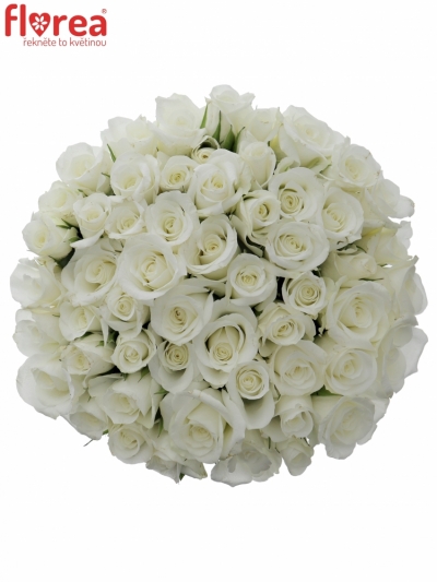 Kytice 55 bílých růží AKITO 45cm