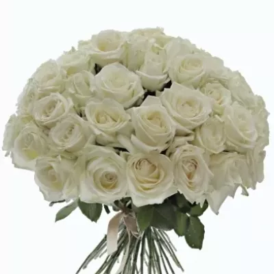 Kytice 55 bílých růží ALBATROS