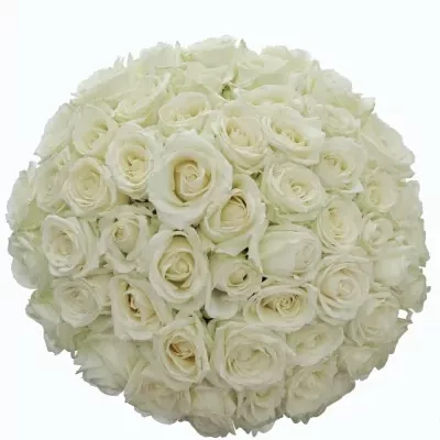 Kytice 55 bílých růží ALBATROS 80cm