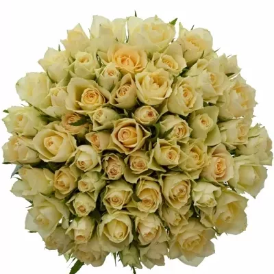 Kytice 55 bílých růží ANGELA 40cm