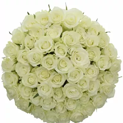 Kytice 55 bílých růží ASPEN 40cm