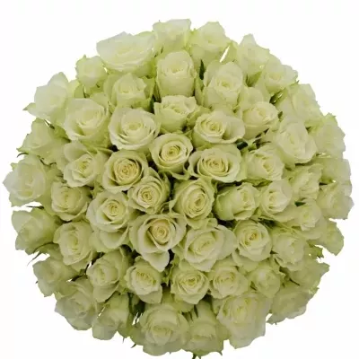Kytice 55 bílých růží ATHENA 30cm