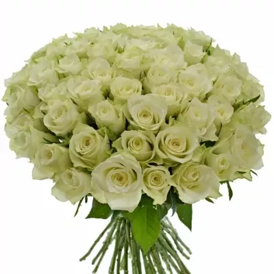 Kytice 55 bílých růží ATHENA 30cm