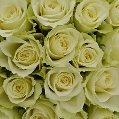 Kytice 55 bílých růží ATHENA