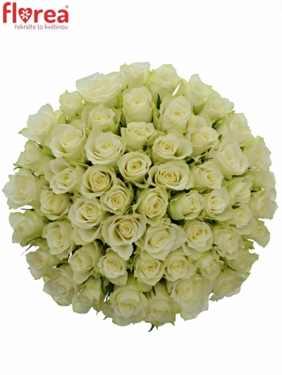 Kytice 55 bílých růží ATHENA 50cm