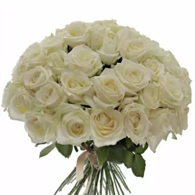 Kytice 55 bílých růží AVALANCHE  40cm