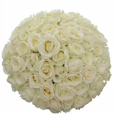 Kytice 55 bílých růží AVALANCHE  40cm