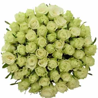 Kytice 55 bílých růží MURU 50 cm