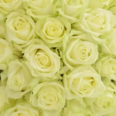 Kytice 55 bílých růží WHITE NAOMI