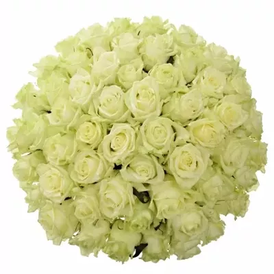 Kytice 55 bílých růží WHITE NAOMI 50cm