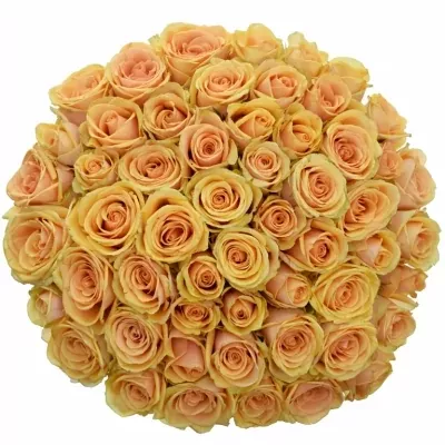 Kytica 55 čajových ruží ALCHEMY 70cm