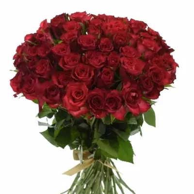 Kytice 55 červenofialových růží DARK LULU 50 cm