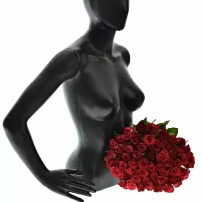 Kytice 55 červenofialových růží DARK LULU 50 cm