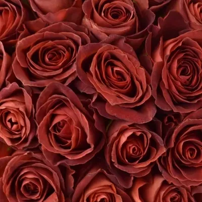 Kytice 55 červenohnědých růží CAFE DEL MAR