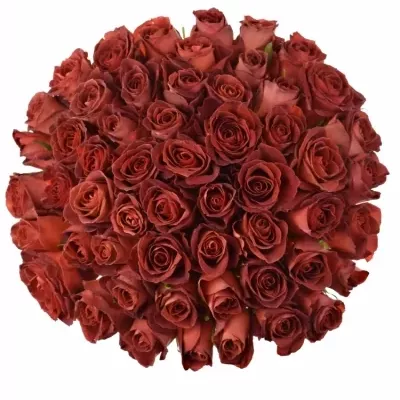 Kytice 55 červenohnědých růží CAFE DEL MAR 100cm