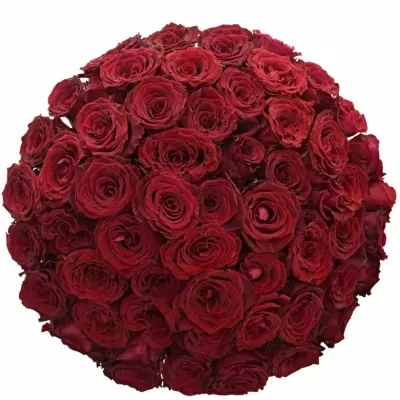 Kytice 55 červených růží ABBA 80cm