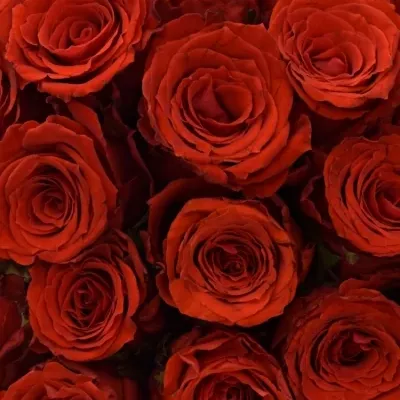 Kytice 55 červených růží BRIGHT TORCH 35cm