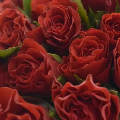Kytice 55 červených růží EL TORO 30cm
