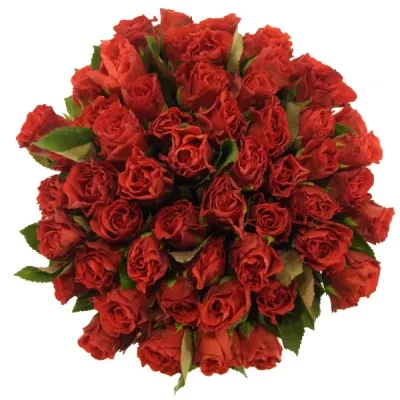 Kytice 55 červených růží EL TORO 40cm