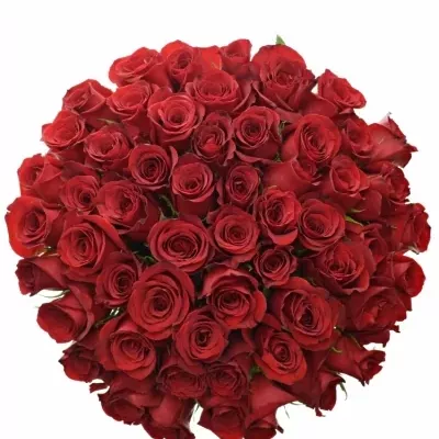 Kytice 55 červených růží  FREEDOM 80cm