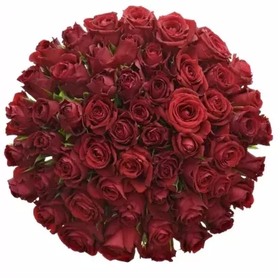 Kytice 55 červených růží FURIOSA 40cm