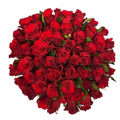 Jednodruhová kytice 55 červených růží INFRARED 70 cm