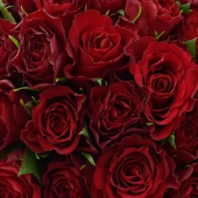 Kytice 55 červených růží MANDY 40cm