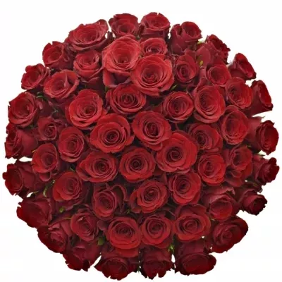 Kytice 55 červených růží MILLION REASONS 50cm