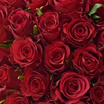 Kytice 55 červených růží NATURES RED