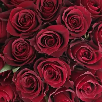 Kytice 55 červených růží NAZCA 50cm