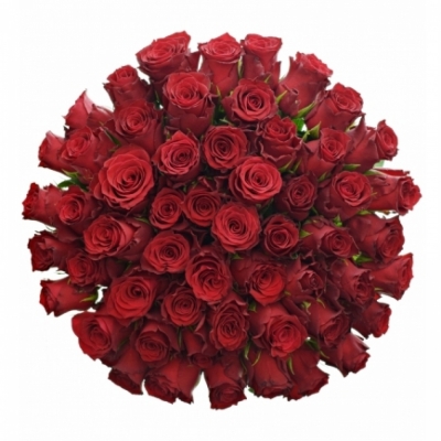 Kytice 55 červených růží RED BENTLEY 90 cm