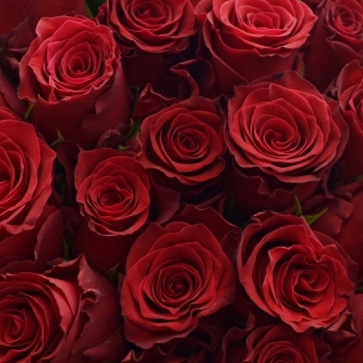 Kytice 55 červených růží RED BENTLEY