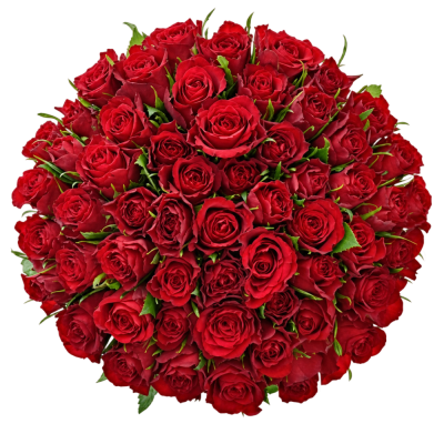 Kytice 55 červených růží RED CALYPSO 60 cm